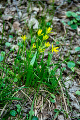 Yellow gagea flower in a forest at spring