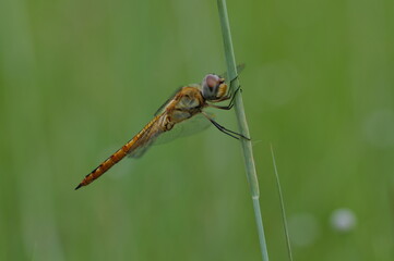 A dragonfly is an insect belonging to the order Odonata, infraorder Anisoptera