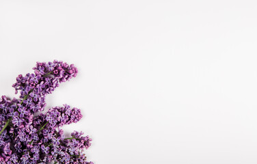 Branch of bright lilac flowers on the white background. Minimal spring concept. Congratulations on mother's day.
