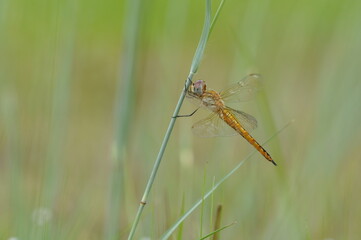 A dragonfly is an insect belonging to the order Odonata, infraorder Anisoptera