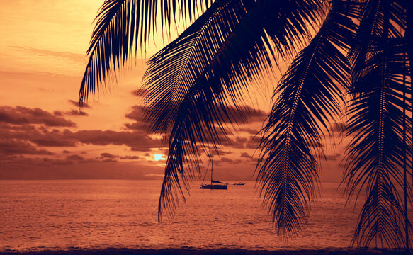 Sunset with palm and longtail boats on tropical beach.  beautiful tropical beach view sunset with palm tree and boat. Pukhet island, Thailand