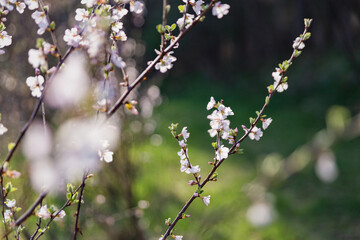 Spring Apple Blossom Tree Branch with Pink Flower Buds