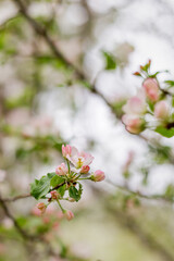 Spring Apple Blossom Tree Branch with Pink Flower Buds