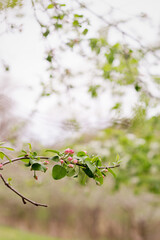 Spring Apple Blossom Tree Branch with Pink Flower Buds