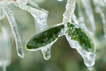 frozen olive leaves