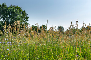 Obraz na płótnie Canvas Summer meadow grass view
