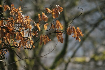 Wald mit welken, roten, braunen, Blättern einer Buche oder Hainbuche, Carpinus betulus im Gegenlicht