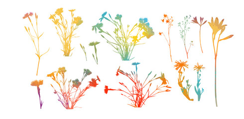 multicolored Alpine willowherb flowers isolated on white. mountain carnation multicolored objects. Vector illustration