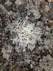 Awl-shaped whiteworm lichen growing on lava in Iceland. A plant in its natural habitat. 