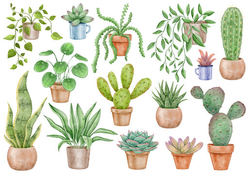 Watercolor set home plants and pots: cacti, succulents. Set for creating decor for the house. Plants on a white background elements for design and decoration