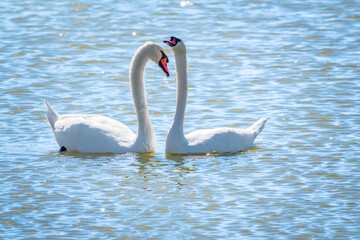 Mating games of a pair of white swans. Swans swimming on the water in nature. Valentine's Day background