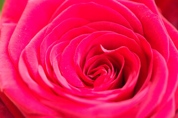 Red roses in English gardens