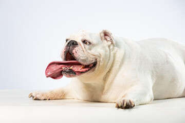 Huge white english bulldog looking crazed with tongue sticking out lying on her belly