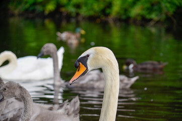 Swans on the lake in the Stephen's green, Dublin, Ireland.