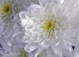 white chrysanthemum flower for loving memories