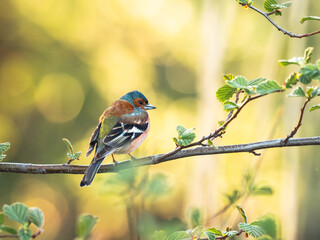 A colorful bird is sitting on a branch in an early spring morning