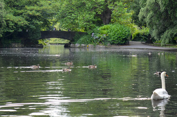 Swans on the lake in the Stephen's green, Dublin, Ireland.