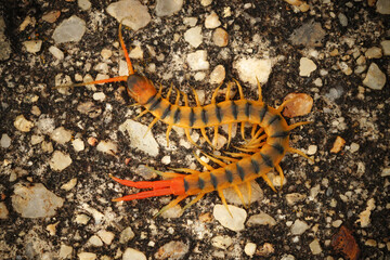 Closeup of the colorful orange Megarian or Mediterranean banded centipede , Scolopendra cingulata