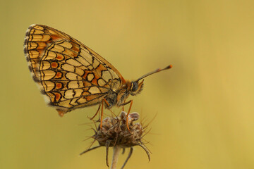Closeup of the  Provençal fritillary , Melitaea deione, on yellow background at Gard, France