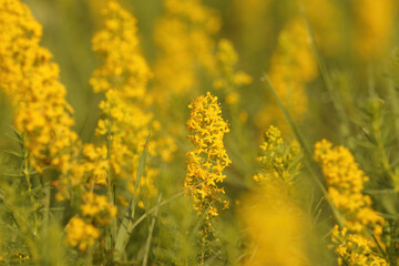 Closeup of 1 Ladys Bedstraw, Galium verum, within a group of plants in the Gard, France