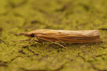Closeup of the Common Grass-veneer moth, Agriphila tristella