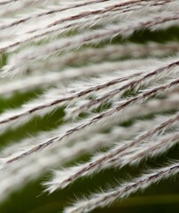 close up of grass