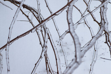 Fototapeta na wymiar frozen plants in the snow storm