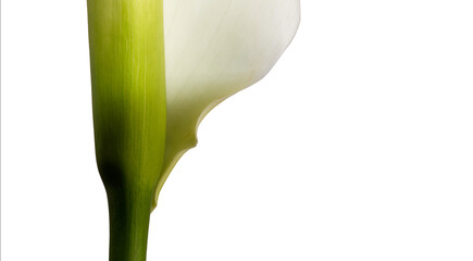 Calla 2