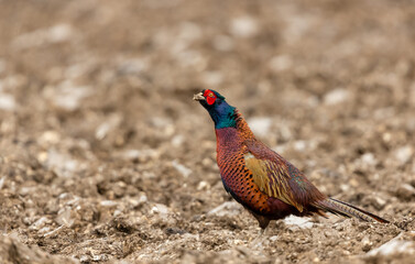 Ring necked Pheasant in winter.  Scientific name: Phasianus Colchicus. Male or cock pheasant with muddy beak foraging in muddy, new ploughed field.   Facing left in rainy weather.  Close up.  