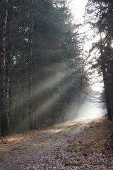 Obraz premium Morning in the forest