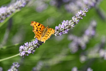 Polygonia C-album sur Lavende (2020).