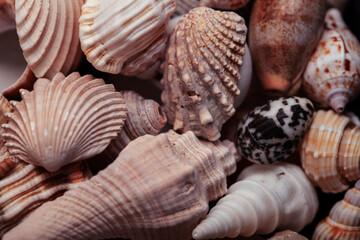 a lot of different empty sea shells on yellow background, macro details