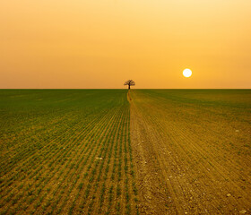 Dry field with corn sprouts and sun and tree silhouette