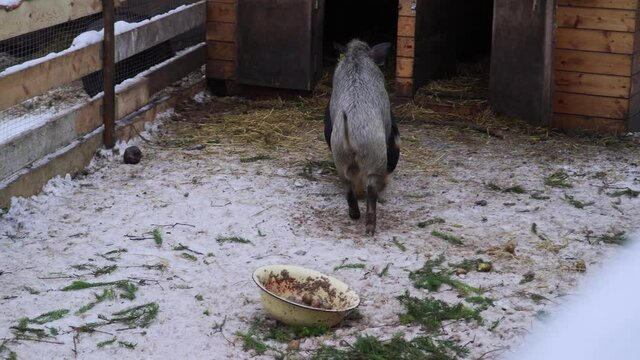 Two Chinese pigs in the pen. One pig solicits to another. Mating games of pigs