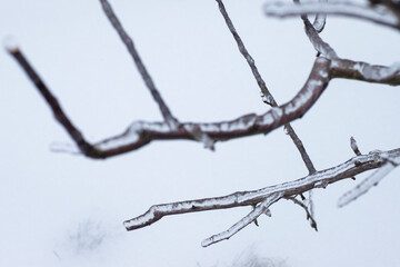 frozen plants in the snow storm