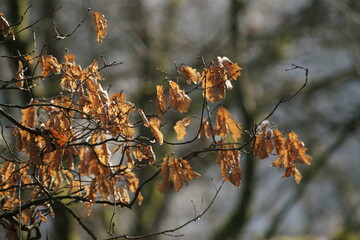 Wald mit welken, roten, braunen, Blättern einer Buche oder Hainbuche, Carpinus betulus im Gegenlicht
