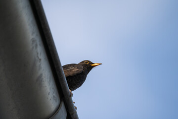 Amsel auf Dachrinne