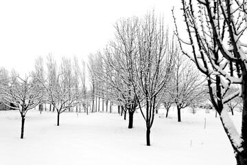 trees in snow