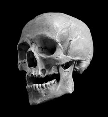 Obraz premium Skull of the person