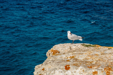 seagull sits on a stone on the beach in Palma de Mallorca.Mallorca Island, Spain