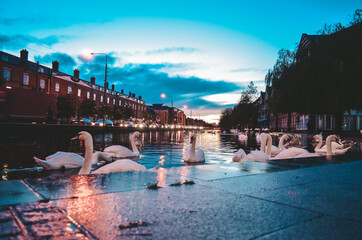 swan gliding across a lake at dawn. Beautiful majestic swan on the lake in evening mist, fairy tale, swan lake, beauty. Dublin, Ireland.