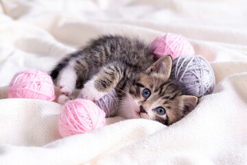 Fototapeta na wymiar Striped cat playing with pink and grey balls skeins of thread on white bed. Little curious kitten lying over white blanket looking at camera.