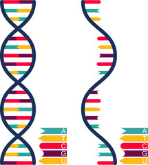 DNA and RNA with A, T, C, G, U; DNA and RNA icon pack - obrazy, fototapety, plakaty