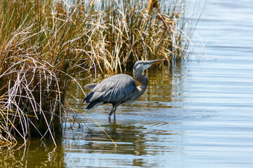 A heron in the low water on the bay side of Corolla, Outerbanks. 