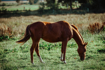 Pferd am Weiden