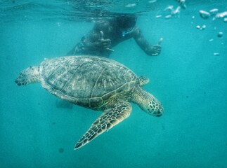 Swimming with Wild Green Sea Turtles in Hawaii 