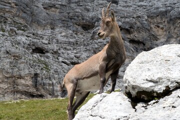 chamois in the Julian Alps in Italy