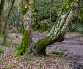 Brittany, France; February 17, 2021: a very strange tree in the fairytale forest of Brocéliande, Tréhorenteuc in the Morbihan.