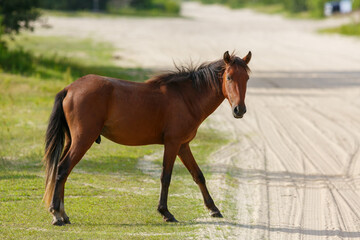 Corolla Outerbanks Wild Horse. NC.