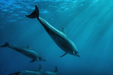 Swimming with Wild Spinner Dolphins in Hawaii 